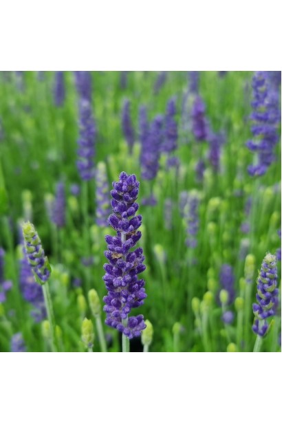 Lavandula angustifolia Platinum Niko  